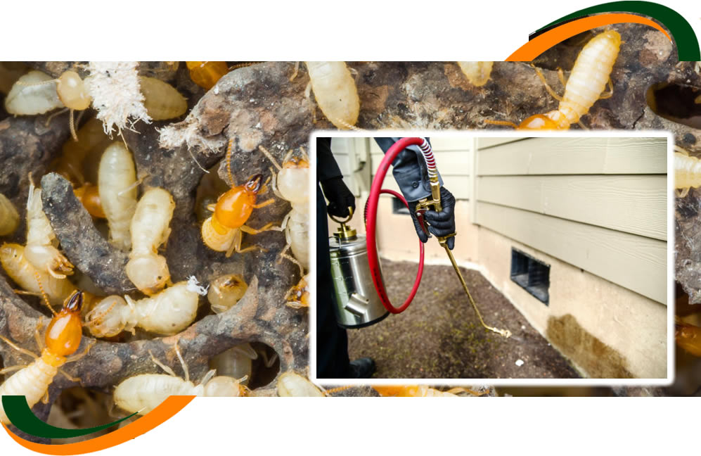 Dedetização e Desinsetização